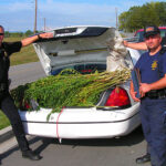 Legal pot leads to drugged driving concerns, says AAA study